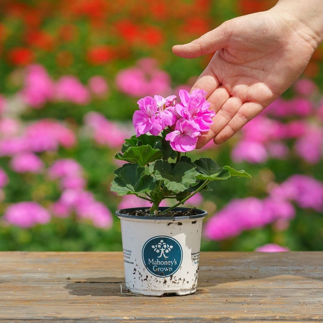 Geranium – Tango Lavender – 4″ Pot